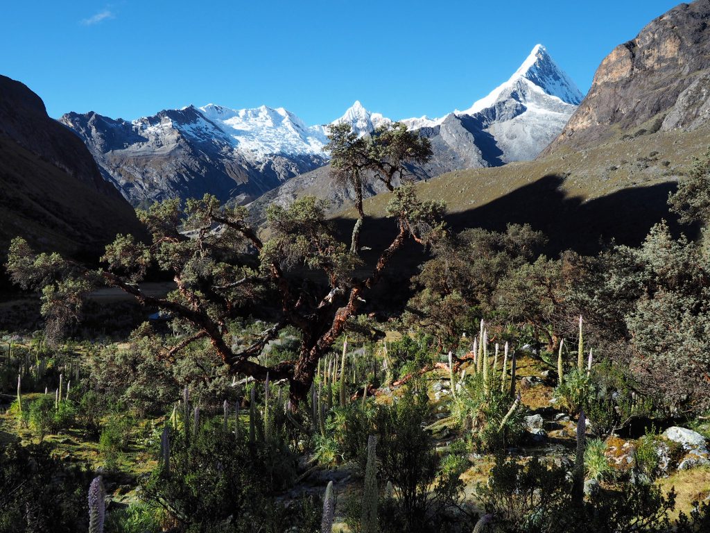 Queñua-Bäume und Anden-Lupinen bestimmen das Bild