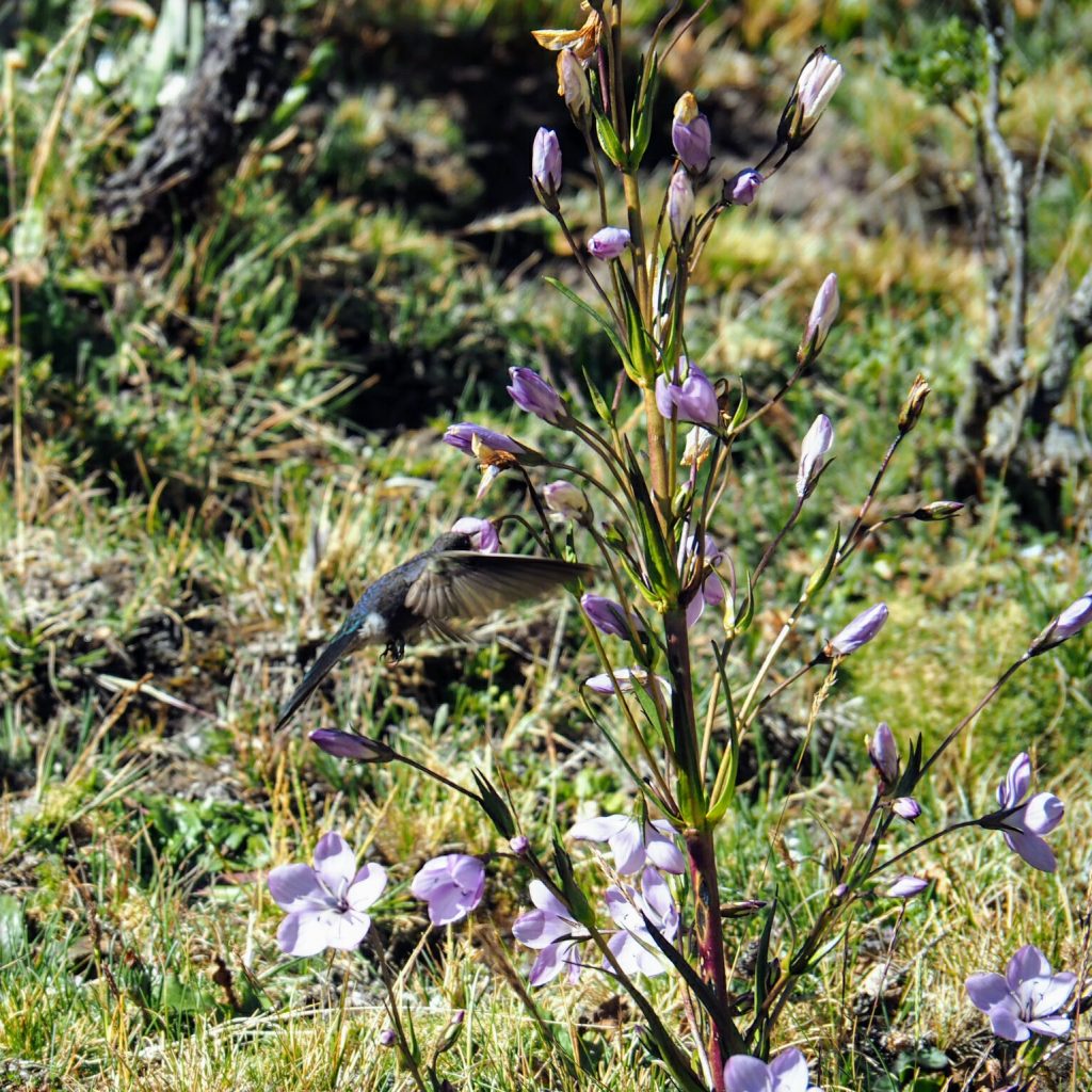Hochgebirgs-Kolibri auf der Suche nach Nektar